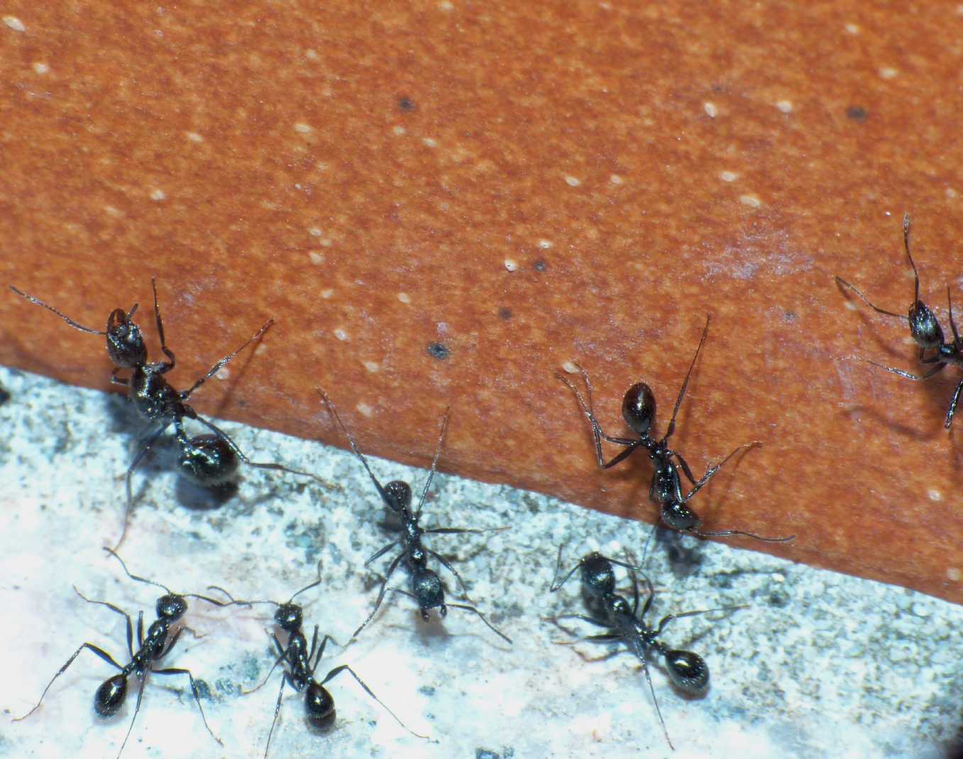 Aphaenogaster spinosa: trasloco in corso